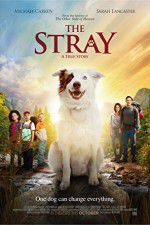 Watch The Stray 0123movies
