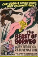 Watch The Beast of Borneo 0123movies