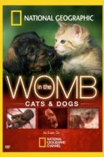 Watch National Geographic In The Womb  Cats 0123movies