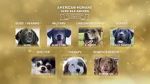Watch American Humane Hero Dog Awards: 10th Anniversary Celebration (TV Special 2020) 0123movies