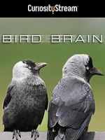 Watch Bird Brain 0123movies