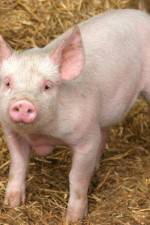 Watch Patent For A Pig: The Big Business of Genetics 0123movies