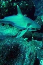 Watch National Geographic: Secret Shark Pits 0123movies