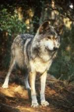 Watch National Geographic Wild - Inside the Wolf Pack 0123movies