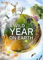 Watch A Wild Year on Earth 0123movies