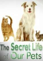 Watch The Secret Life of Our Pets 0123movies