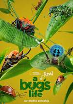 Watch A Real Bug's Life 0123movies