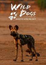 Watch Wild Dogs: Running with the Pack 0123movies
