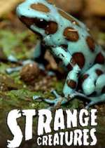 Watch Strange Creatures 0123movies