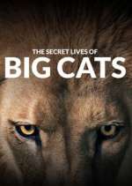 Watch The Secret Lives of Big Cats 0123movies