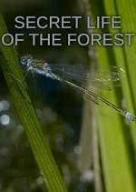 Watch Secret Life of the Forest 0123movies